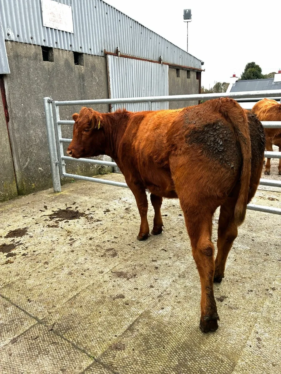 🔥Super Heifers for Balla Mart Saturday 25th Oct🔥 - Image 4