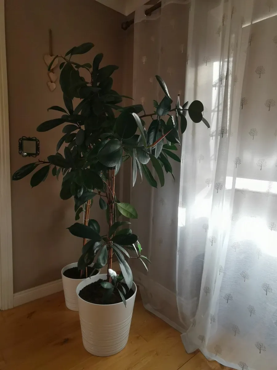 Flowers - Image 1