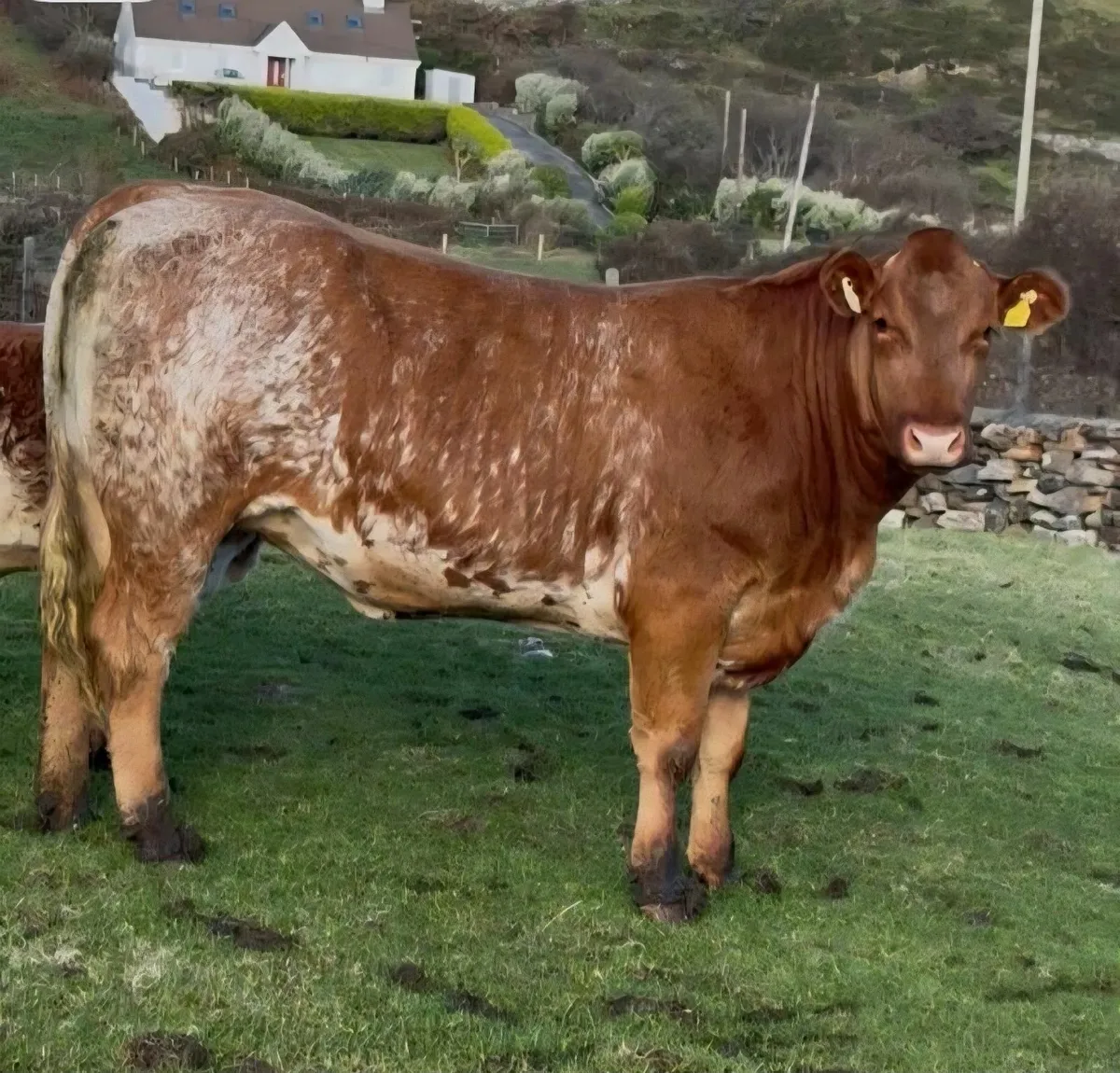 Super In Calf Heifer - Balla Mart 25th October - Image 1
