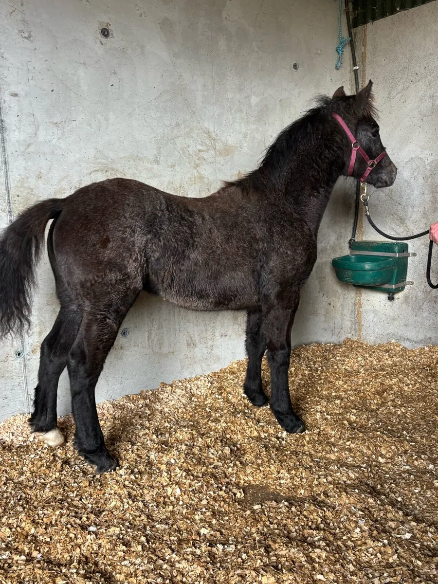 Connemara colt foal Clifden Saturday - Image 1