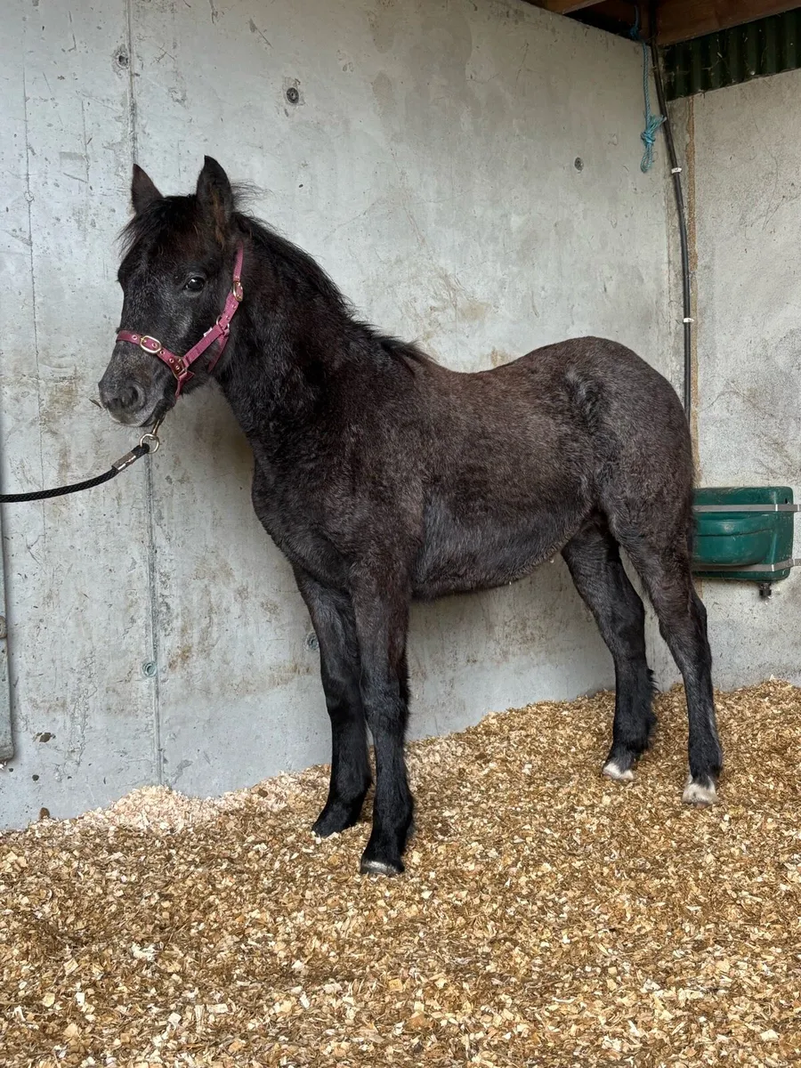 Connemara colt foal Clifden Saturday - Image 3
