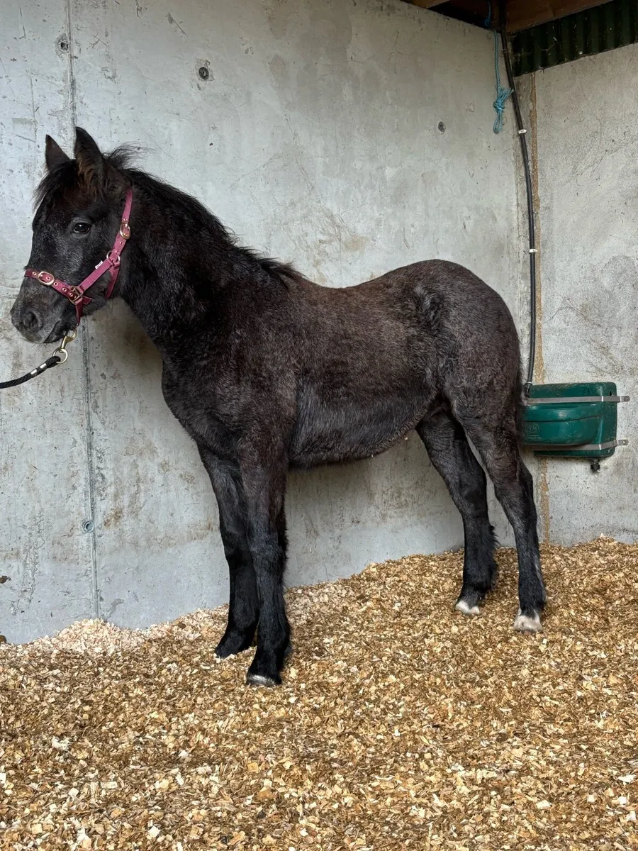 Connemara colt foal Clifden Saturday - Image 4