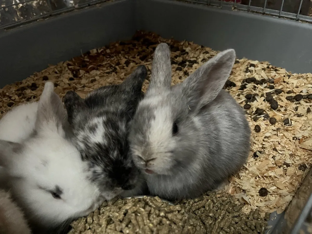 Beautiful baby bunny lop ears rabbits - Image 2