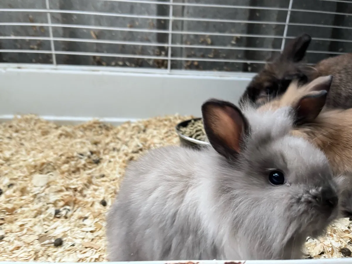 Beautiful baby bunny lop ears rabbits - Image 1
