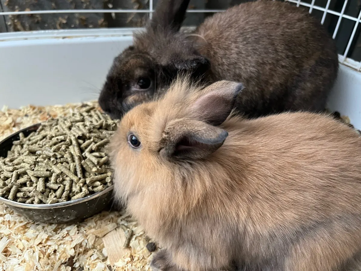 Beautiful baby bunny lop ears rabbits - Image 4