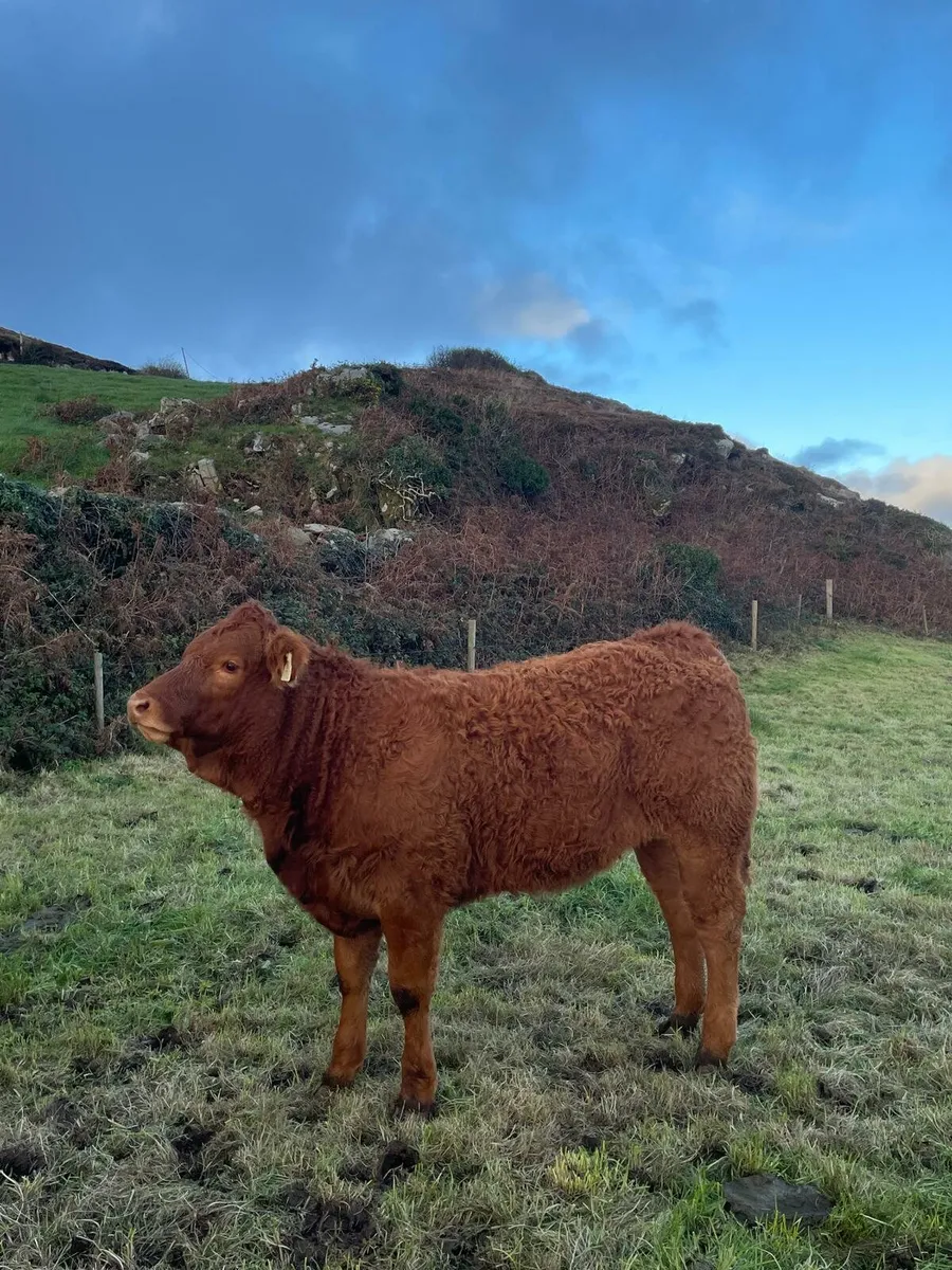 Special Weanling Sale Skibbereen Mart 24th October - Image 2