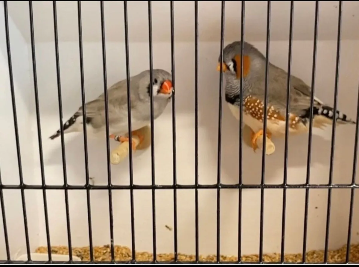 Zebra finches - Image 1
