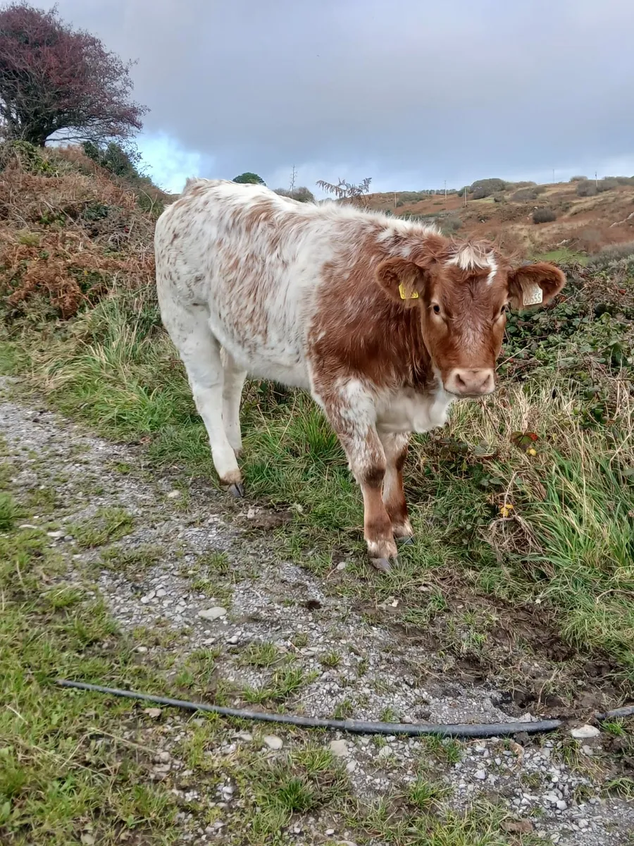 Special Weanling Sale Skibbereen Mart 24th October - Image 4