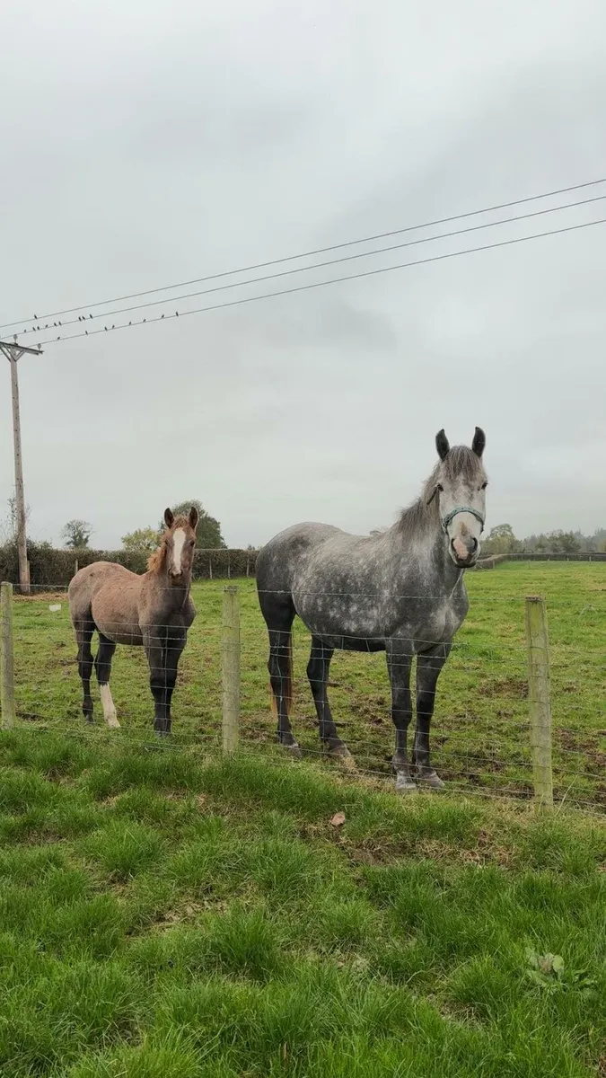 Colt Foal For Sale - Image 1