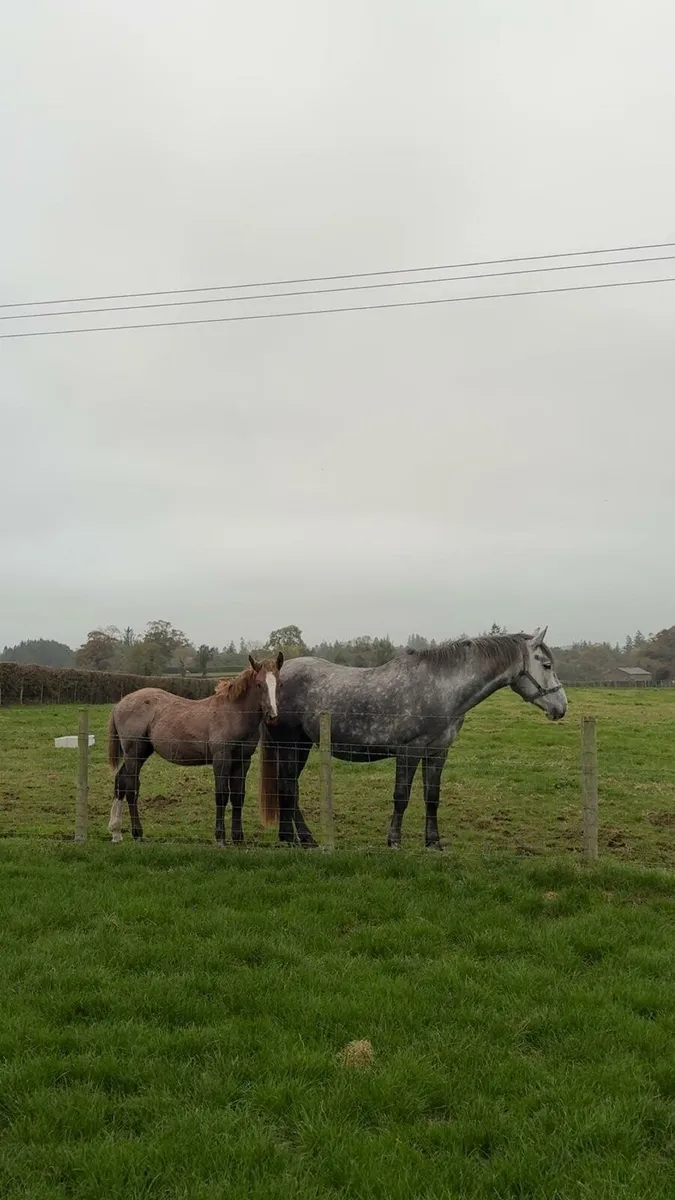 Colt Foal For Sale - Image 2