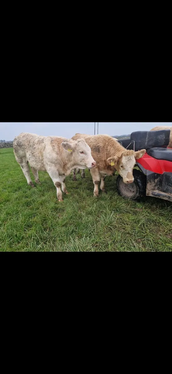 Headford mart 24th oct - Image 3