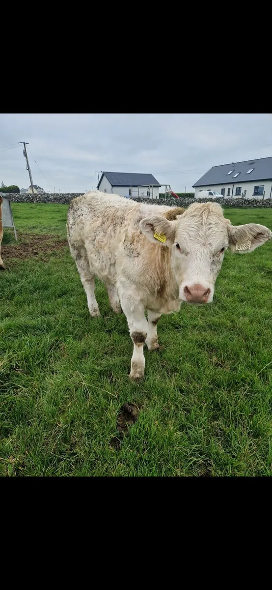 Headford mart 24th oct - Image 4