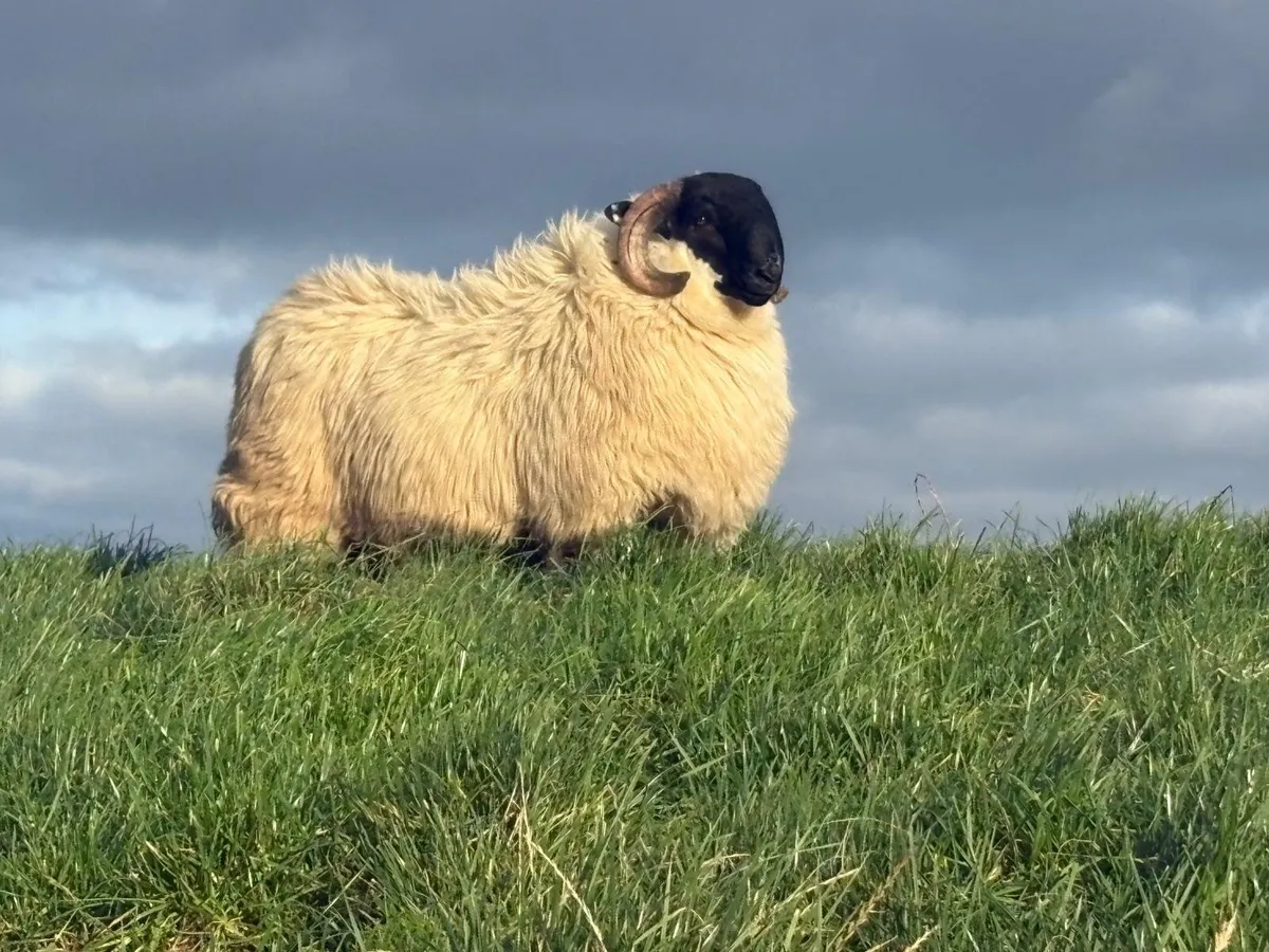 Sheep - Image 1
