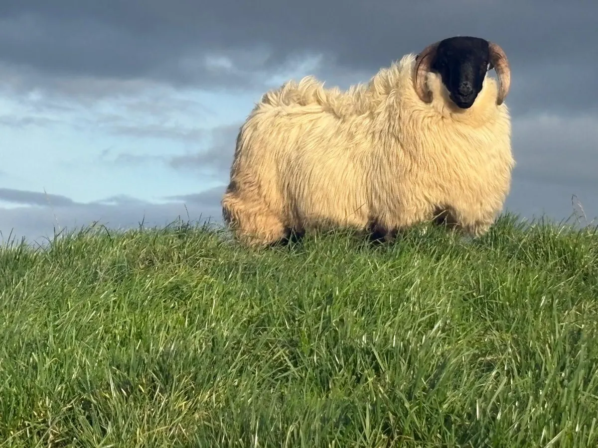 Sheep - Image 2