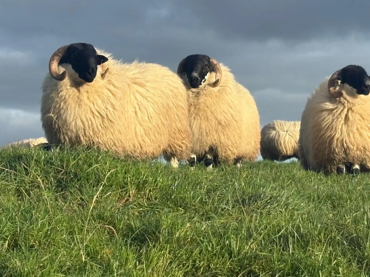 Sheep - Image 3