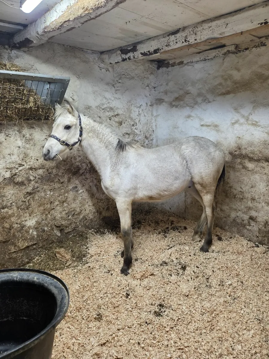 Connemara Pony - Image 1