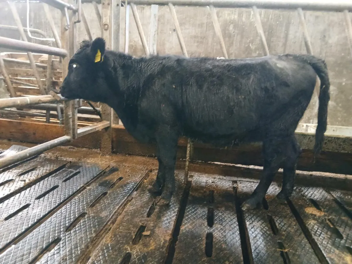 purebred Dexter weanling heifers - Image 1