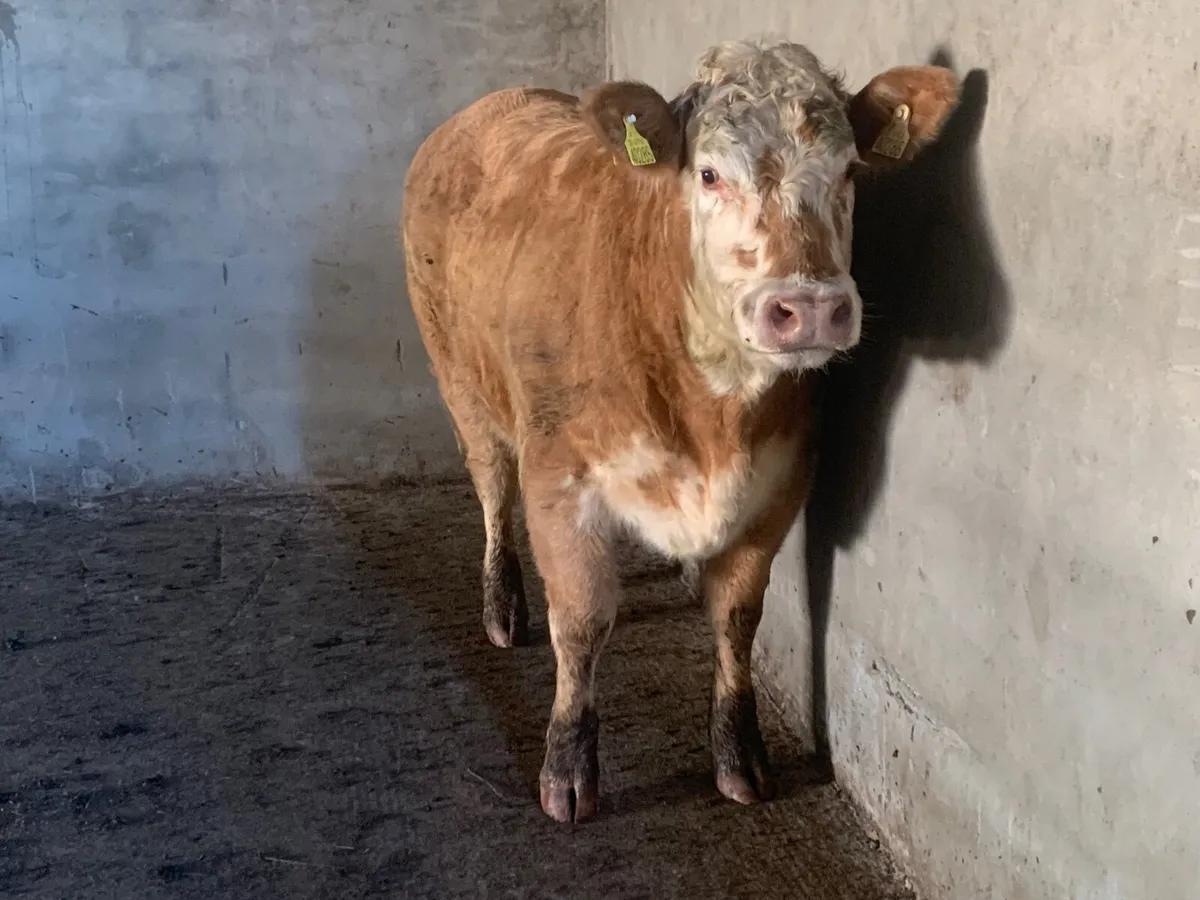 Super 4⭐️ genotypes heifer - Image 2