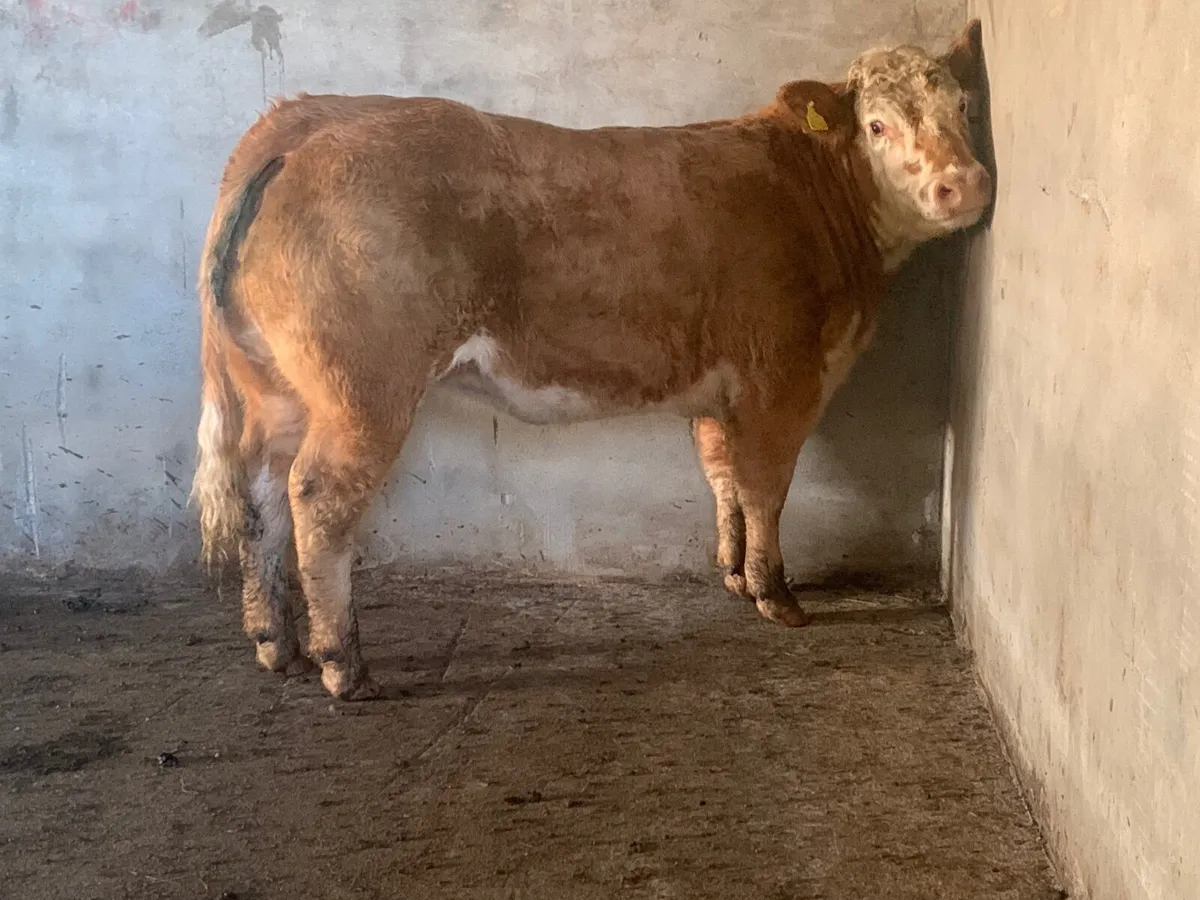 Super 4⭐️ genotypes heifer - Image 1