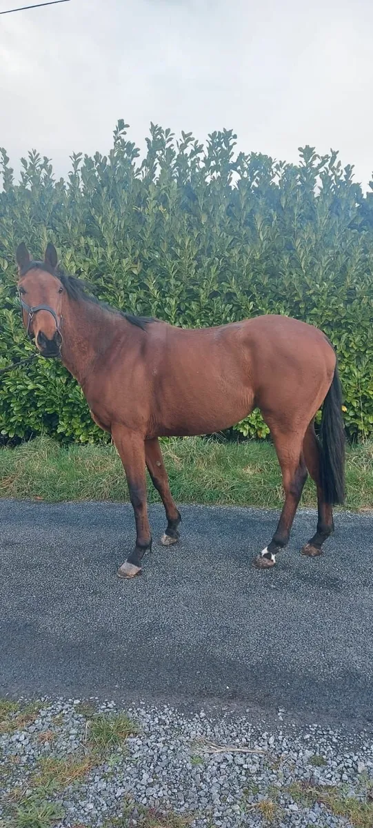 Tb Horse - Image 2