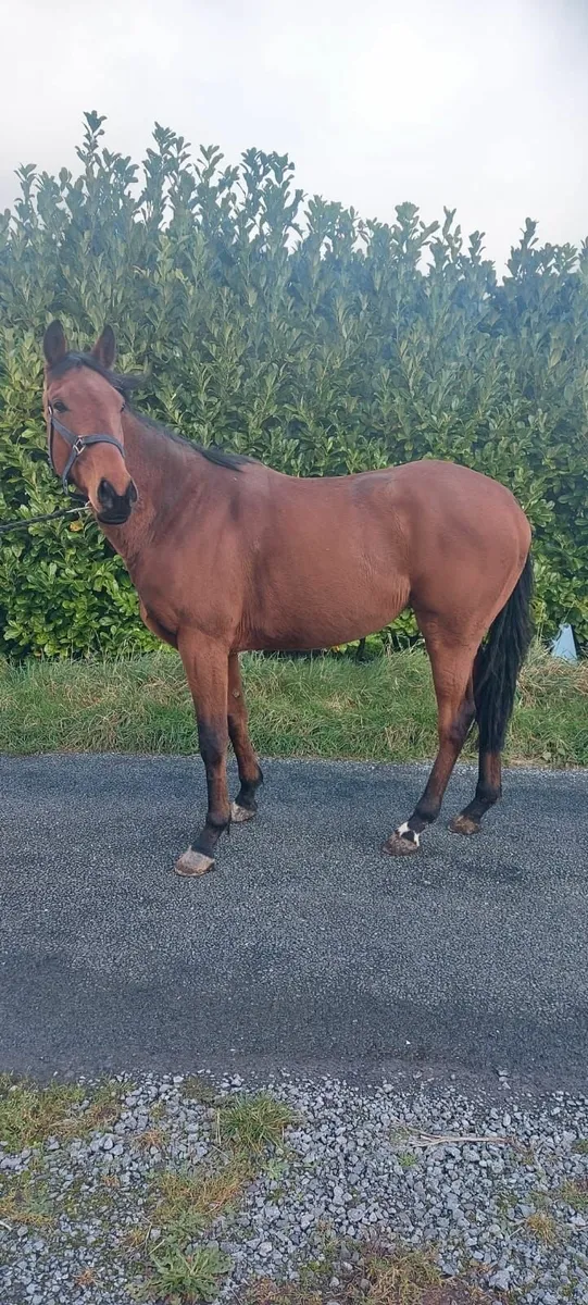 Tb Horse - Image 3