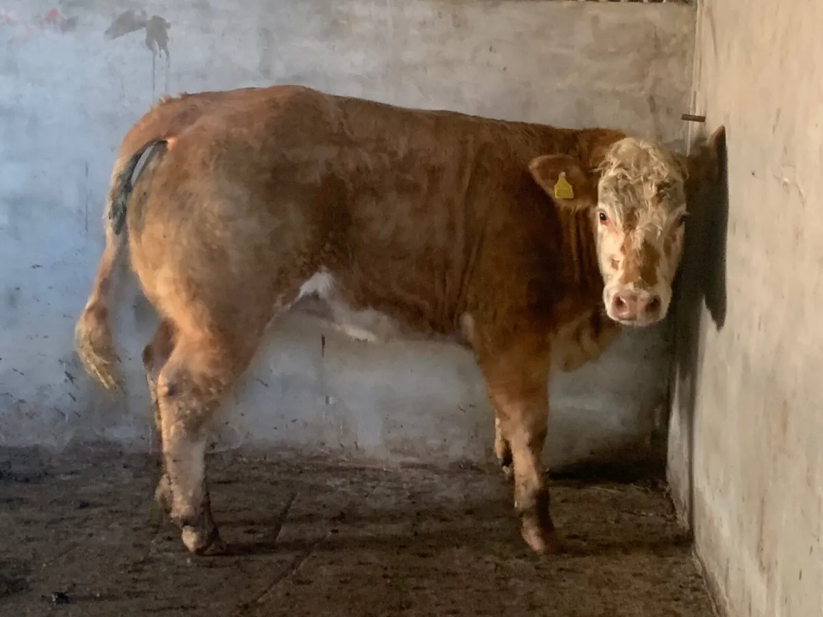 Super 4⭐️ genotypes heifer - Image 3