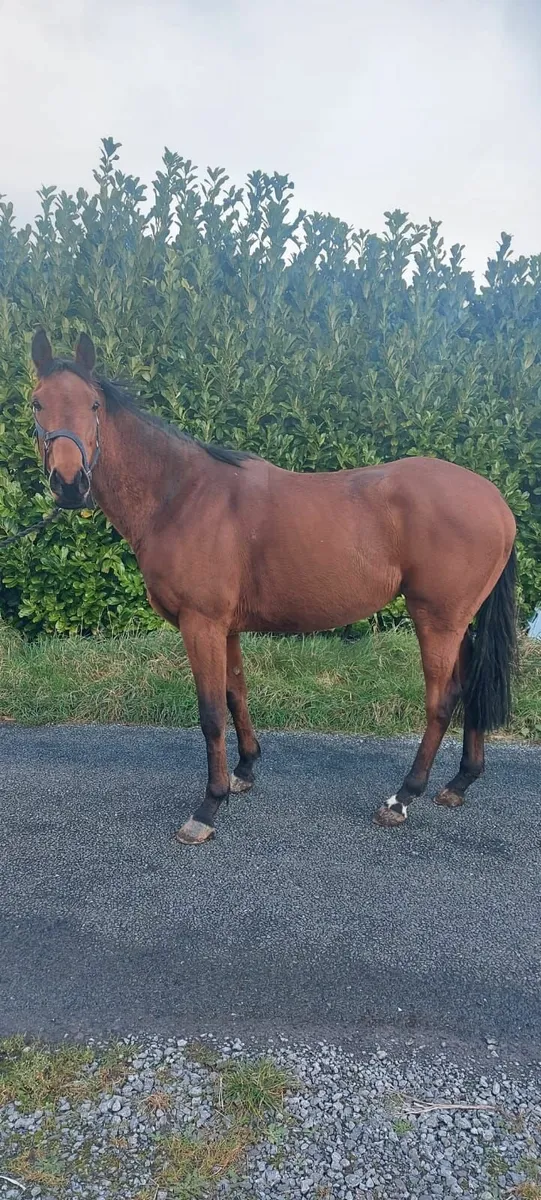 Tb Horse - Image 4