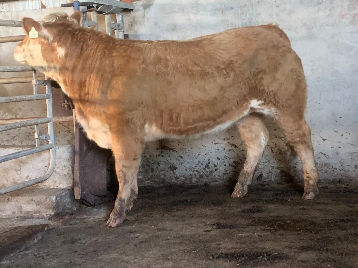 Super 4⭐️ genotypes heifer - Image 4