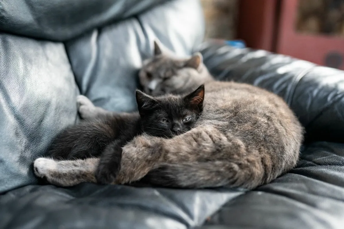 Half british kittens - Image 2