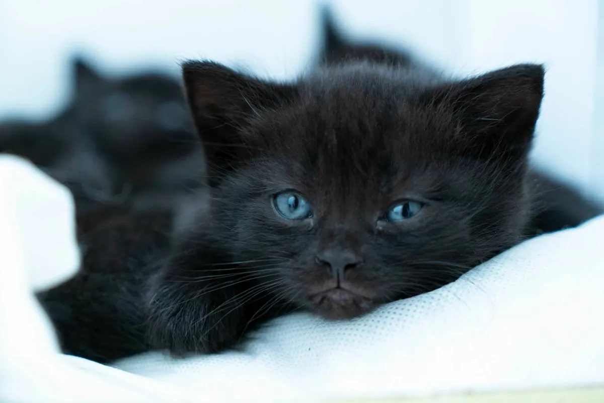Half british kittens - Image 1