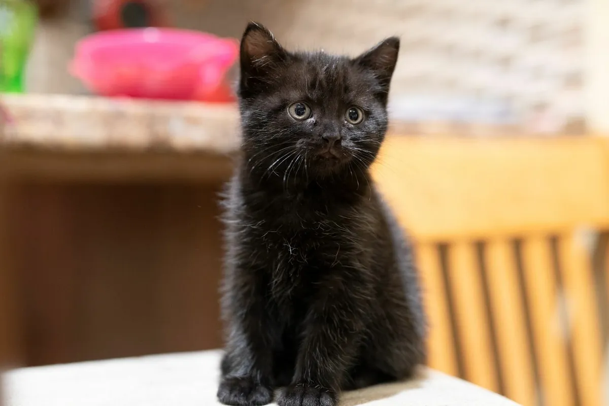 Half british kittens - Image 3