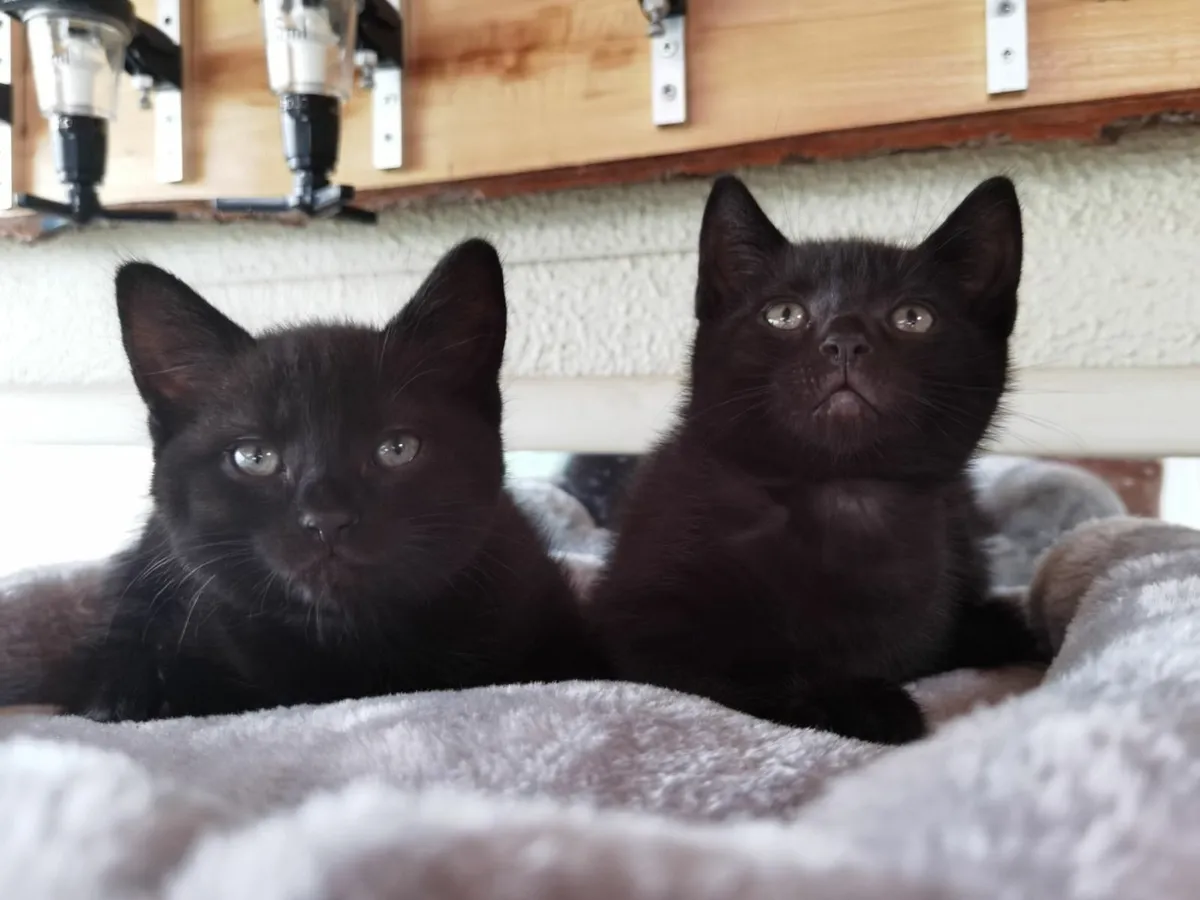 Half british kittens - Image 4