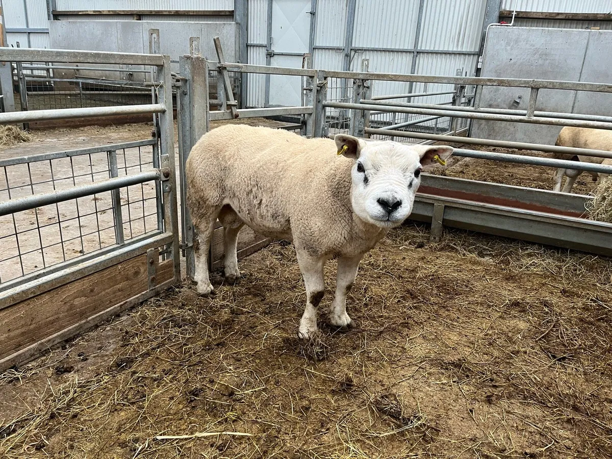 Texel ram - Image 1