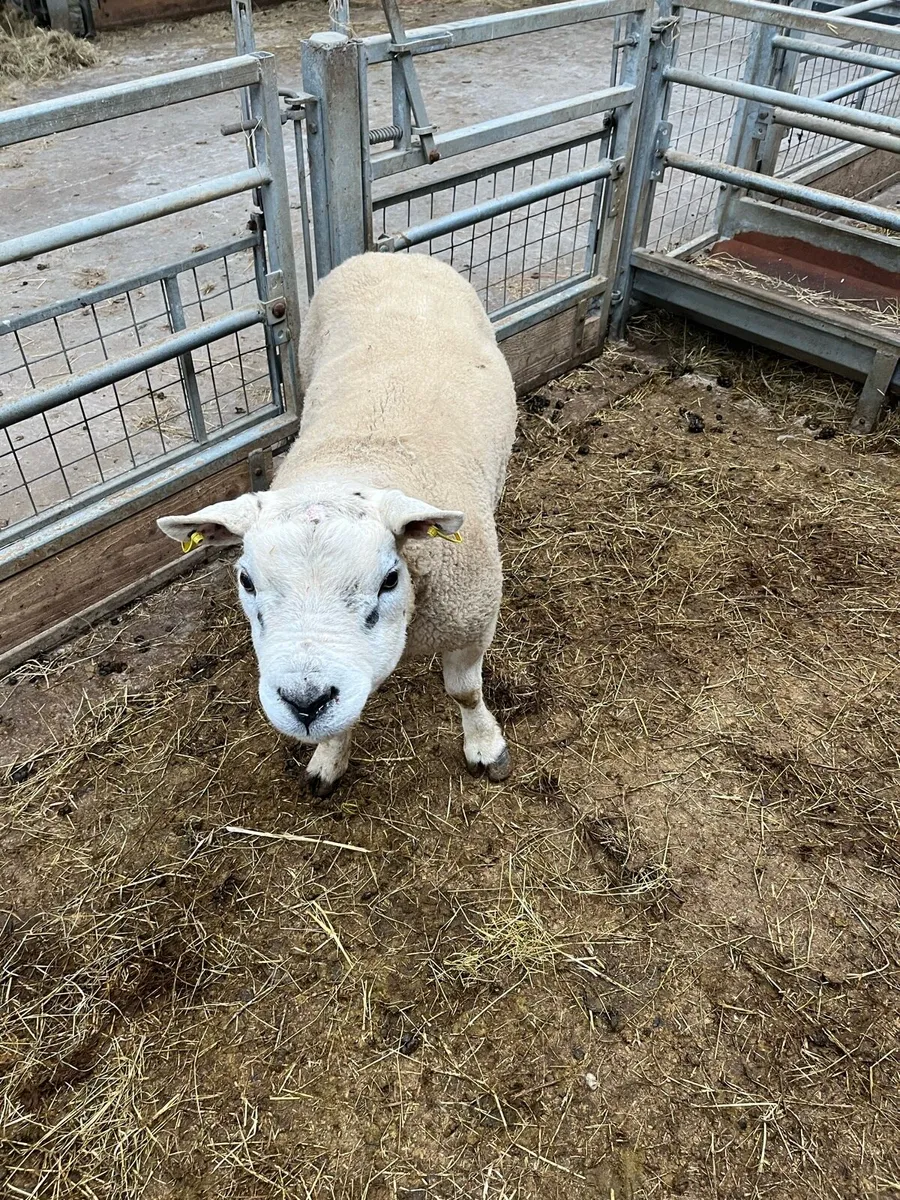 Texel ram - Image 2