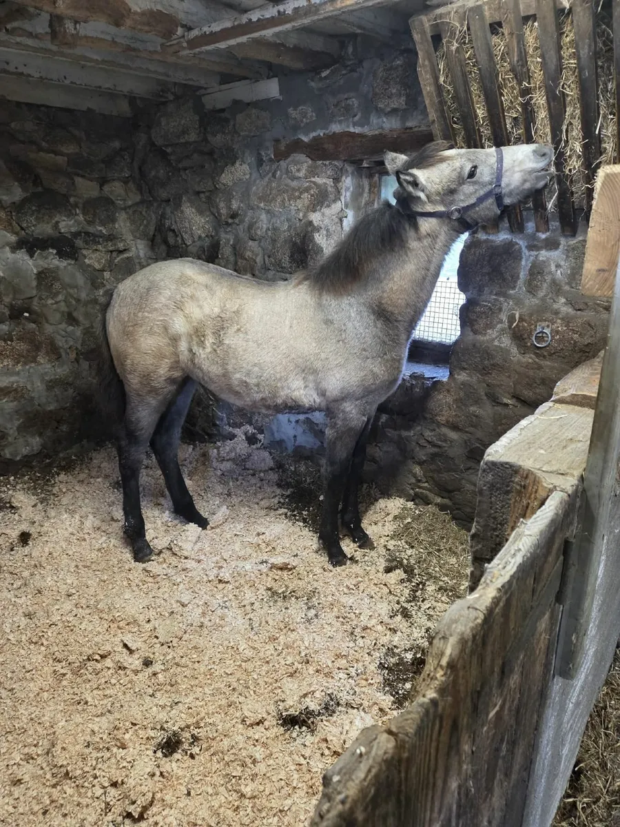 Connemara Pony - Image 2