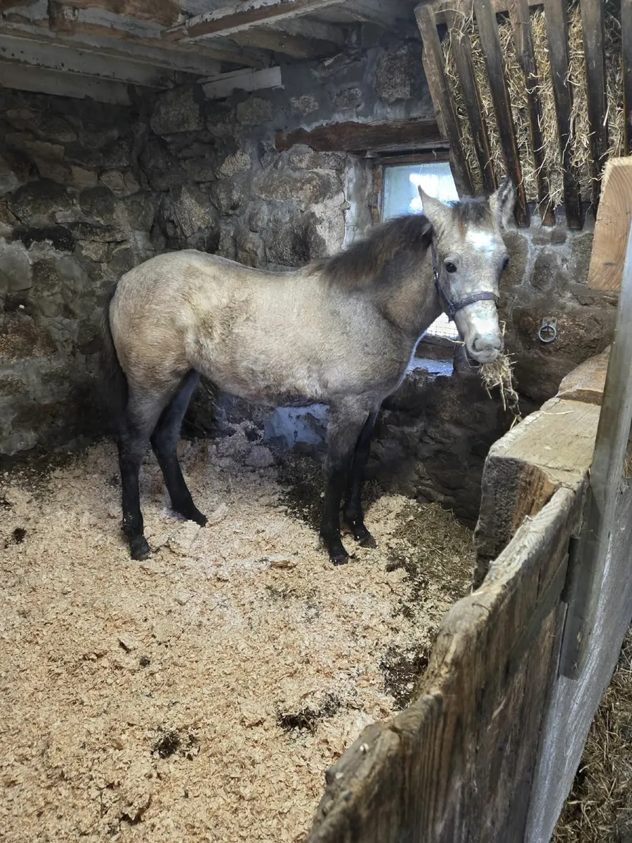 Connemara Pony - Image 1
