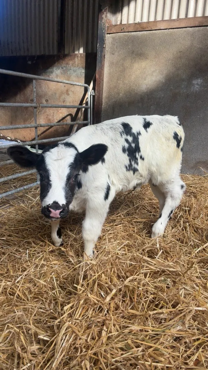 AI Bred Belgium Blue Suck Calf - Image 1