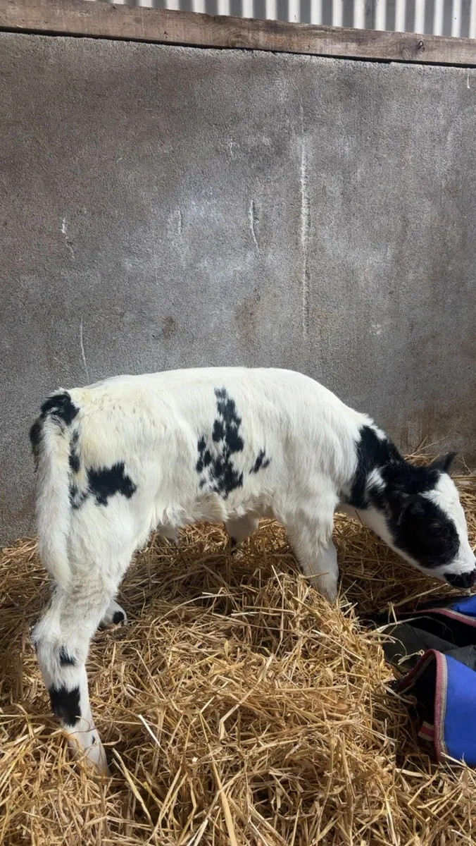 AI Bred Belgium Blue Suck Calf - Image 2