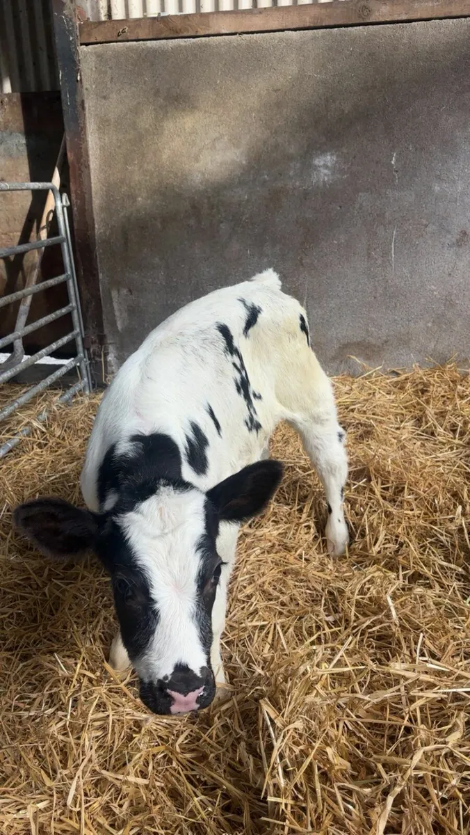 AI Bred Belgium Blue Suck Calf - Image 3