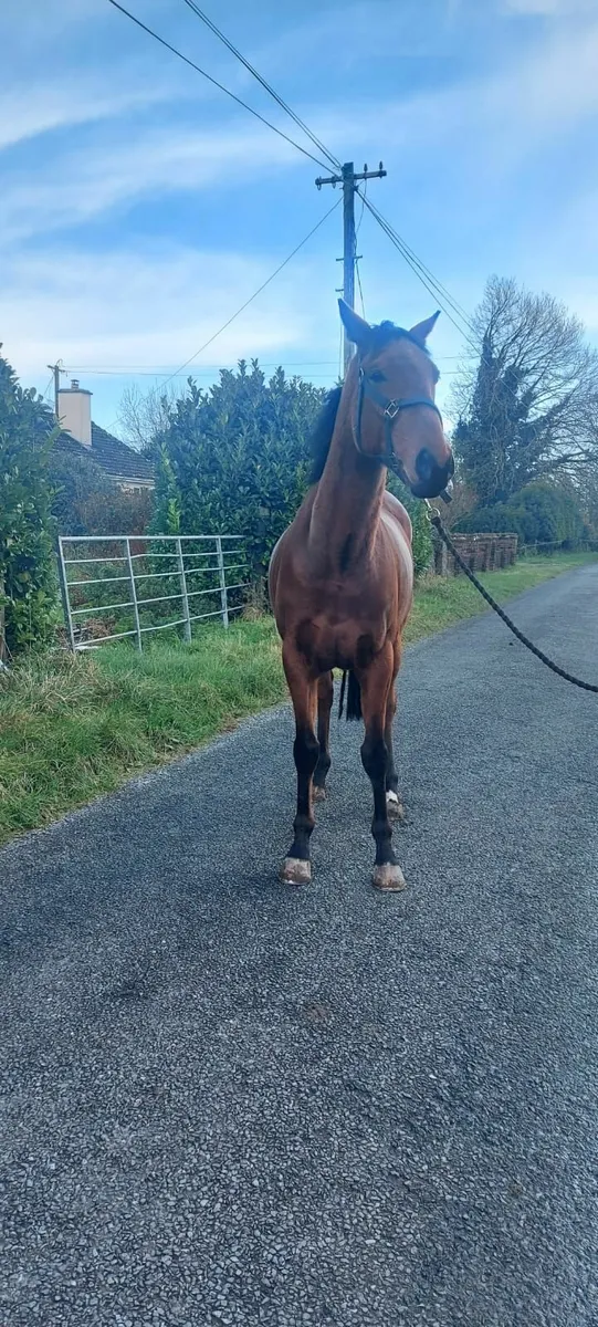 Tb Horse - Image 1
