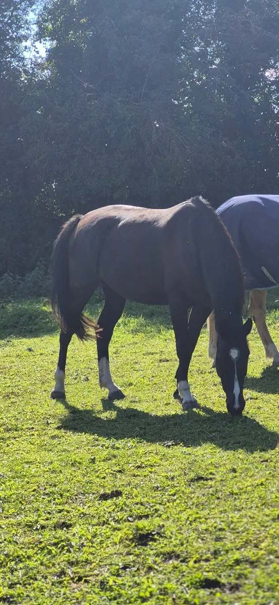 16hh 4yo mare - Image 3