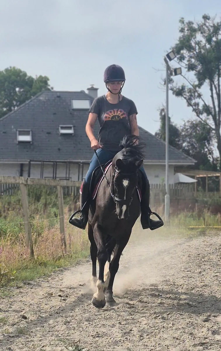 16hh 4yo mare - Image 4