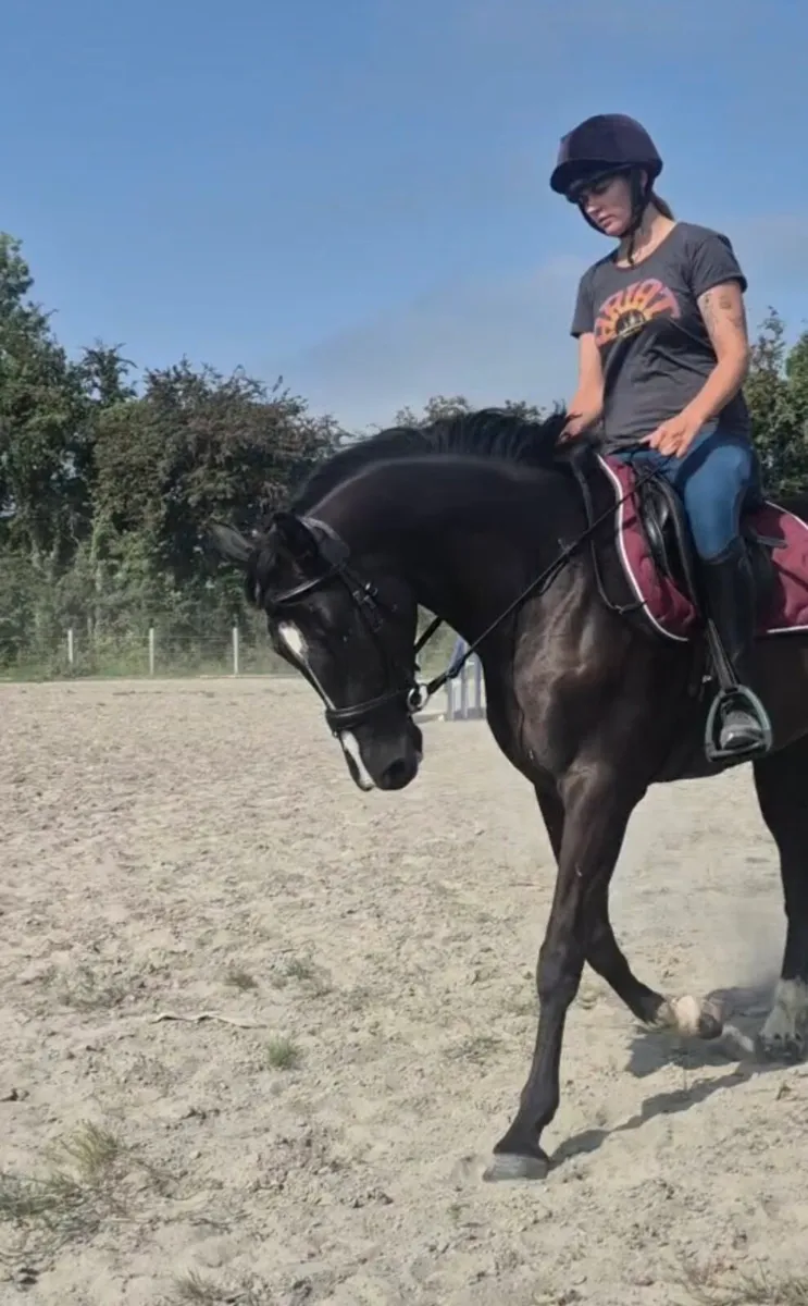 16hh 4yo mare - Image 1