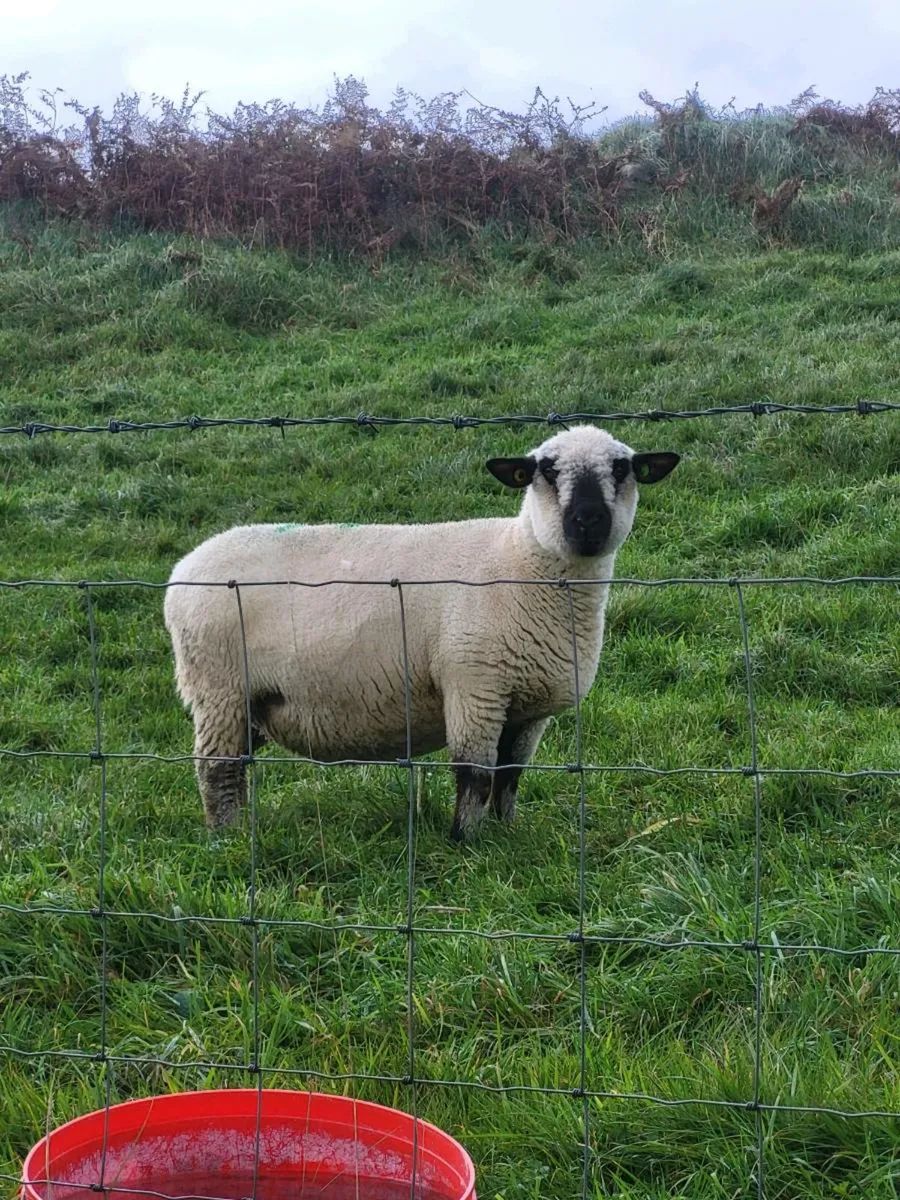 In-lamb Ewes - Image 1