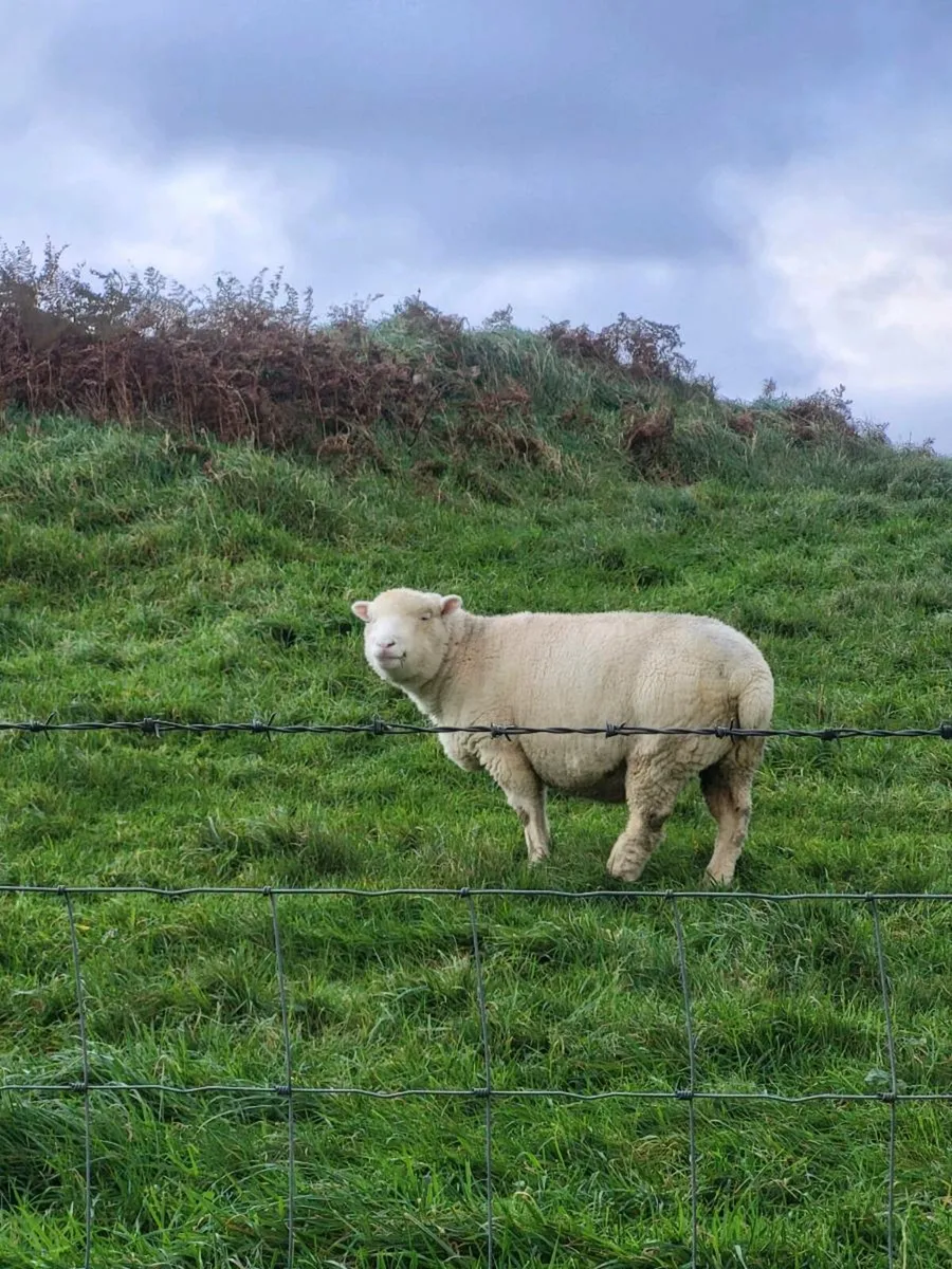 In-lamb Ewes - Image 2