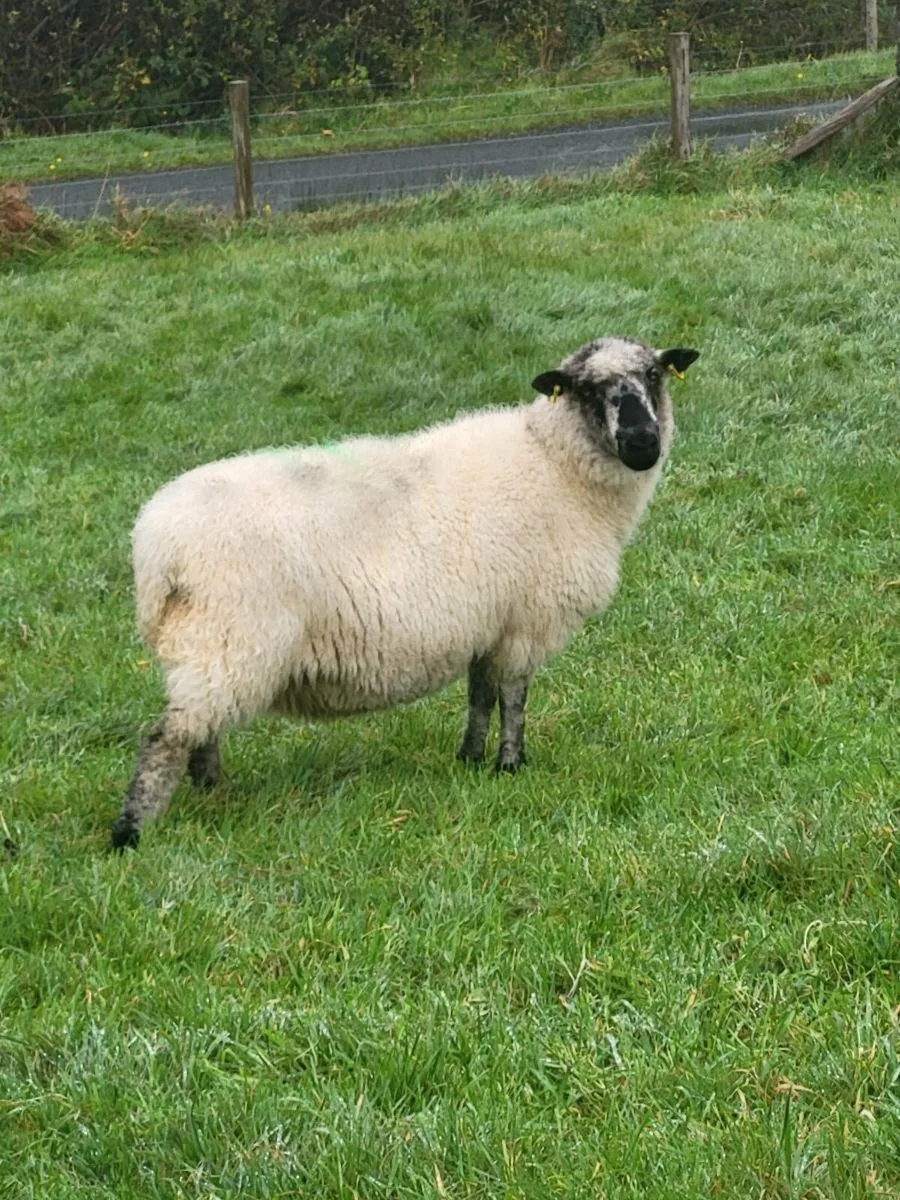 In-lamb Ewes - Image 3