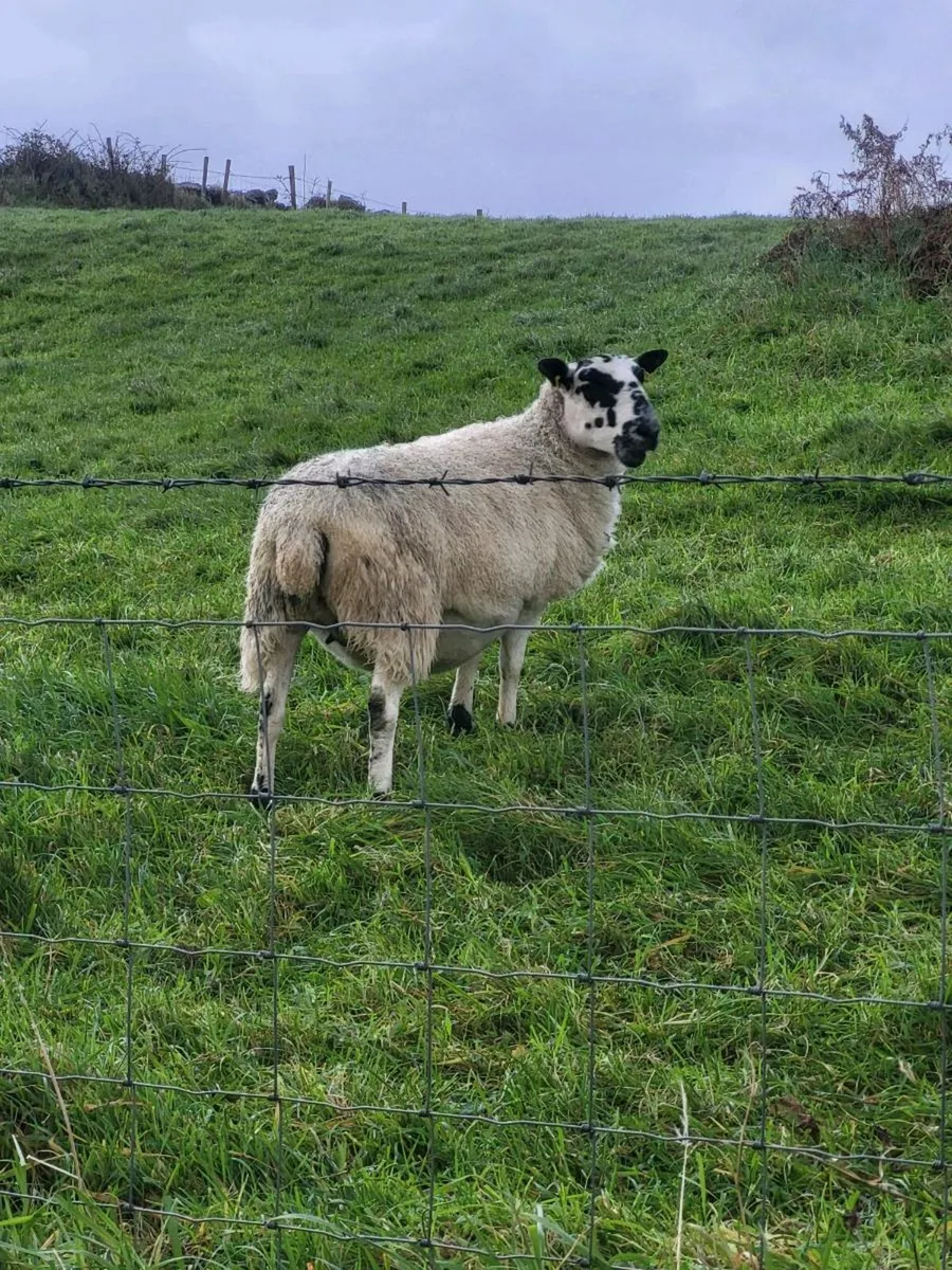 In-lamb Ewes - Image 4