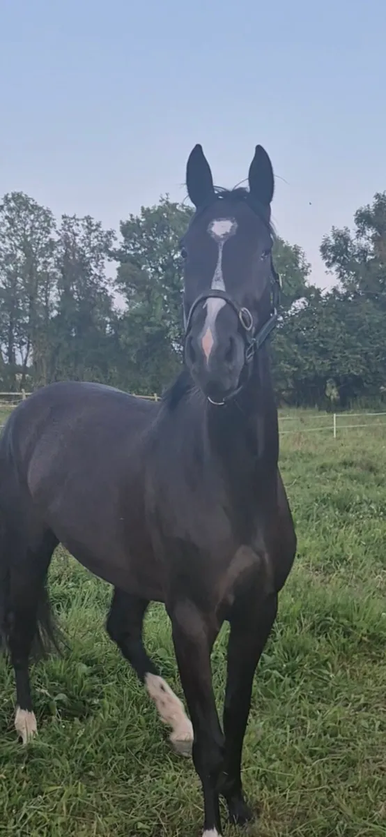16hh 4yo mare - Image 2