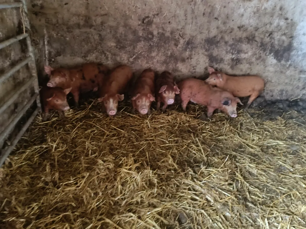 Piglets - Image 2