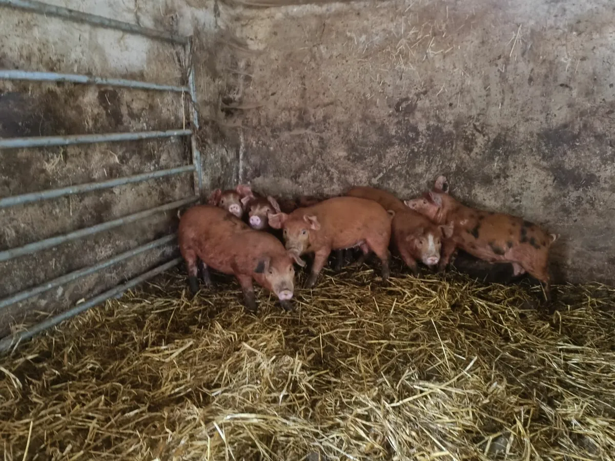 Piglets - Image 3